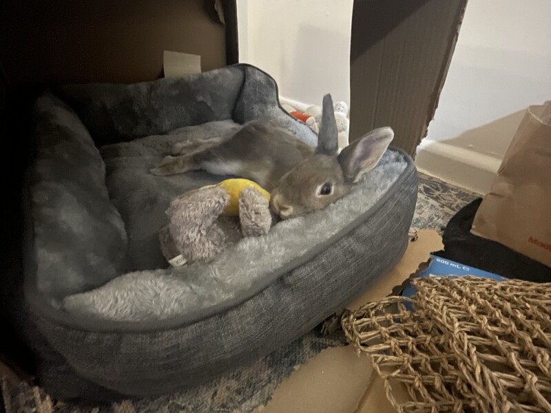 My Netherland Dwarf rabbit: Peach Unity, during the day she lounges/free roams in my bedroom. Have had her for a year; She has never damaged me or my former housemates belongings or former properties. She's so quiet you often forget she's there.