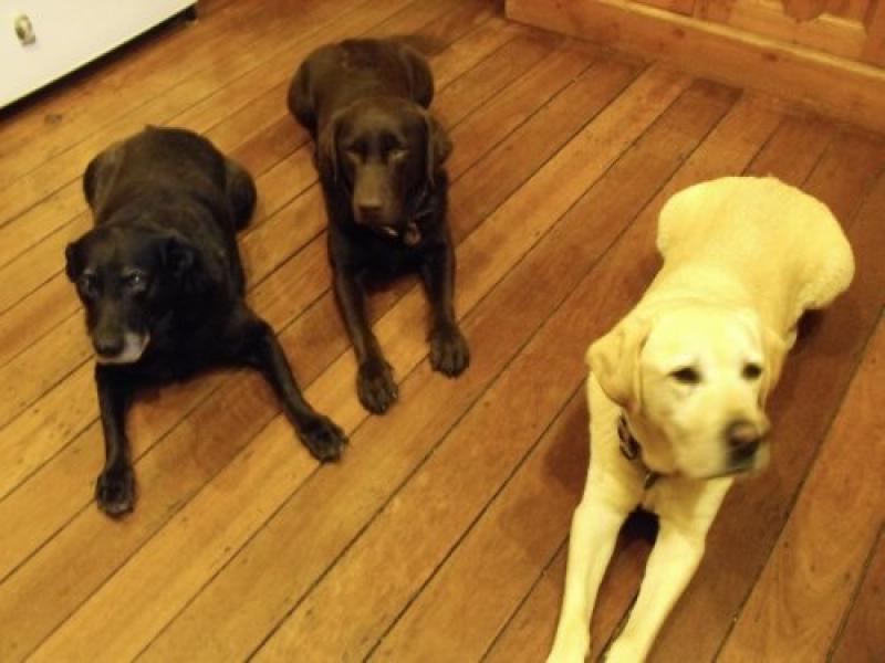 Smudge, Angus and Sollie (L to R)