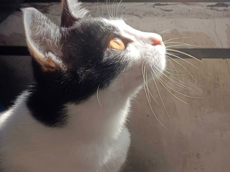 Pipi enjoying the sunshine