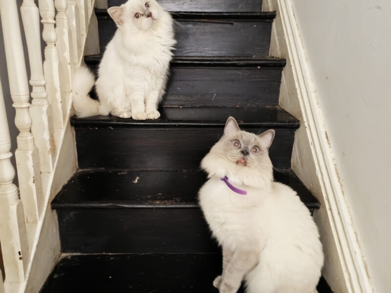 My cats are membes of my family