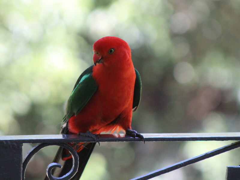 Grose Wold, NSW, Sydney, Australia Homestay