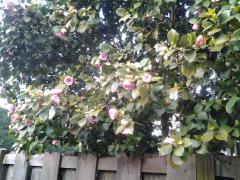 Homestay in North Vancouver