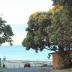 Homestay in Takapuna